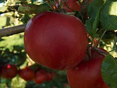 Las manzanas y arándanos para diabetes